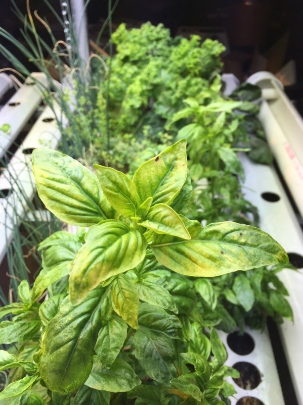 aquaponics system today 08/29/16: iron deficiency