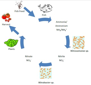 Stuppy Aquaponics Curriculum Part 6: Nitrogen cycle and ...