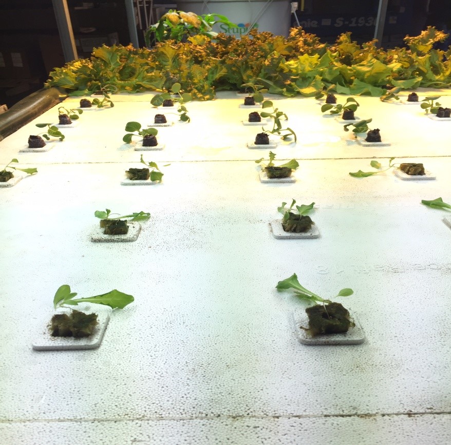 aquaponics system today 09/30/2016: partial system drain